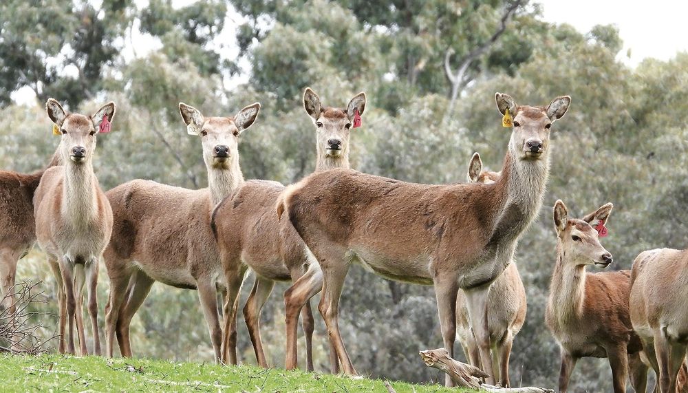 Untagged deer cost farmer $6000 post image