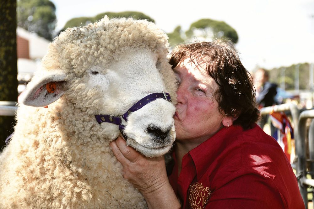 Spring show circuit starts at Strathalbyn post image