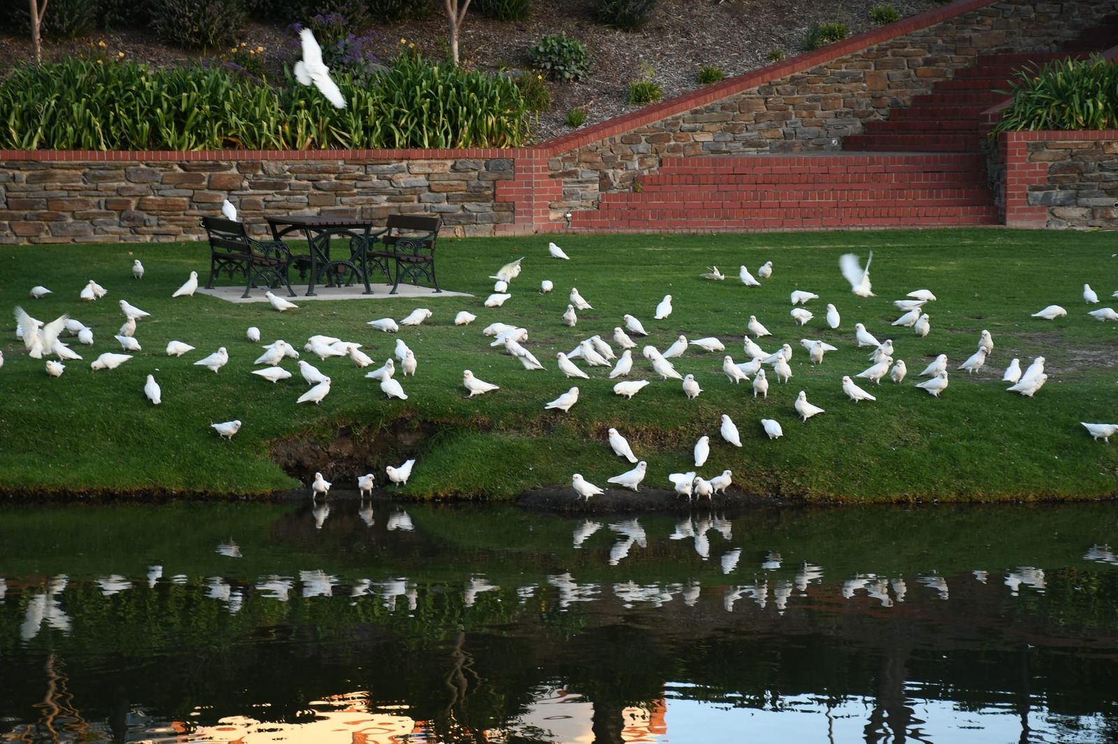 Corella culling post image
