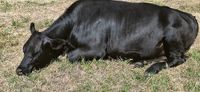 Farmer seeks fireworks show damages post image