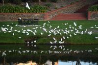 Corella culling post image