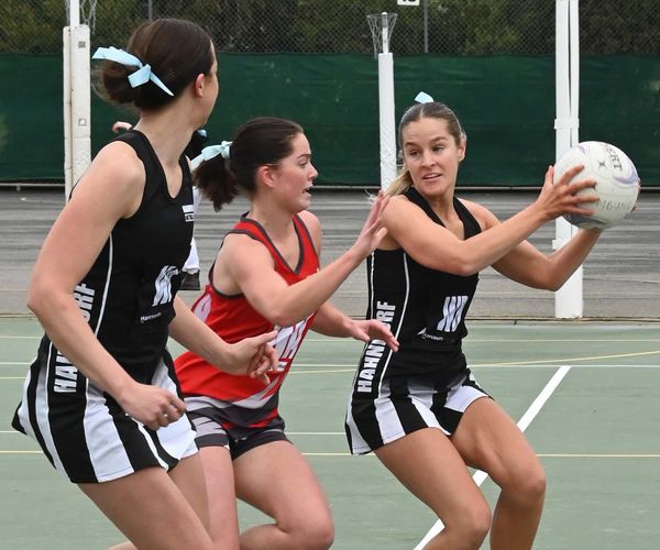 Magpies top the tree post image