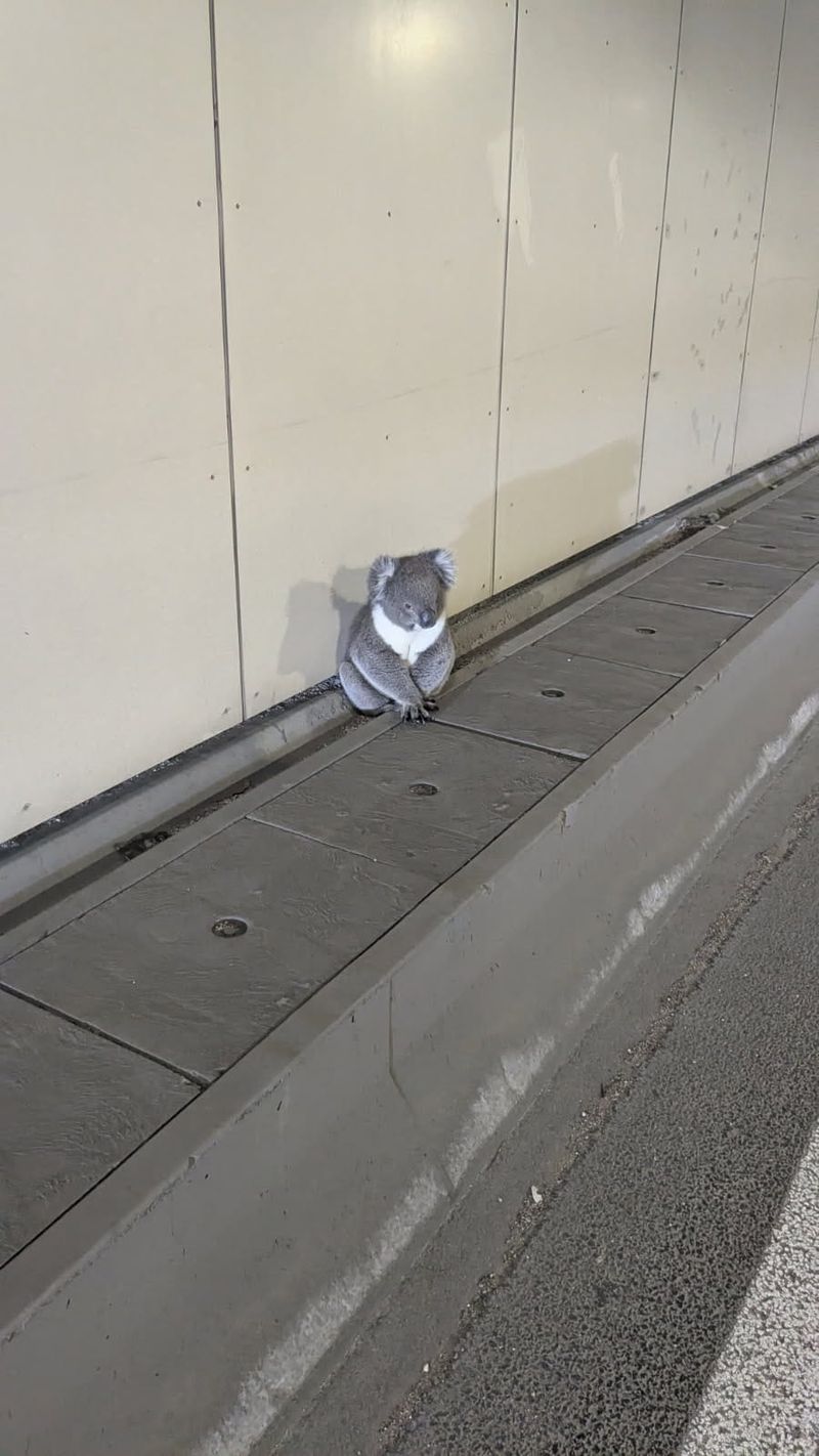 Sleeping 'Blue-ty' post image