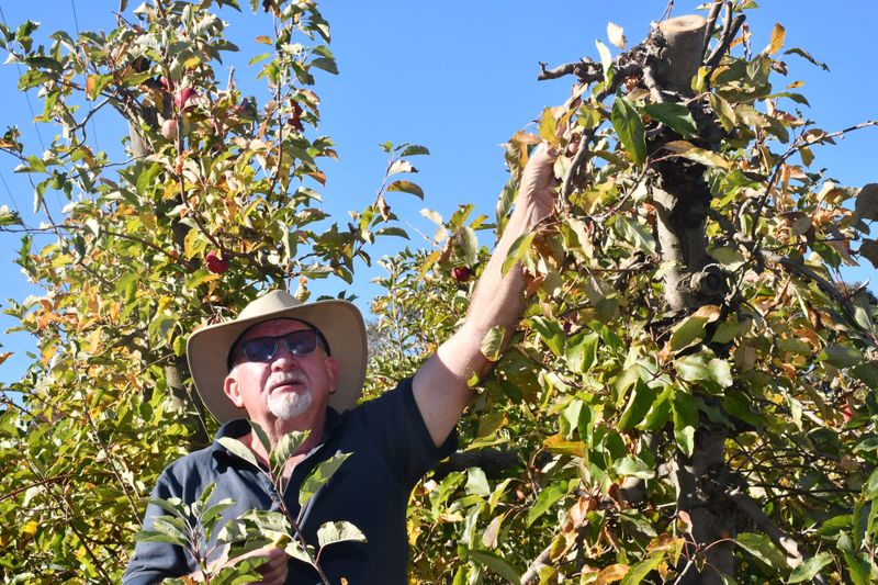 Sliced apples: growers reeling over tree pruning post image