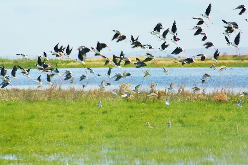 Duck season to open amid Government review post image