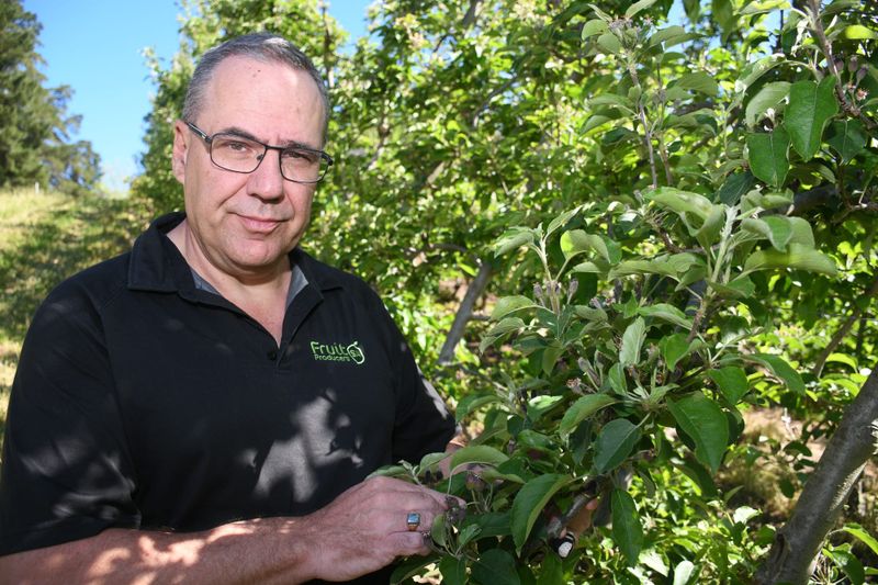 Hills fruit growers battle rain, hail post image