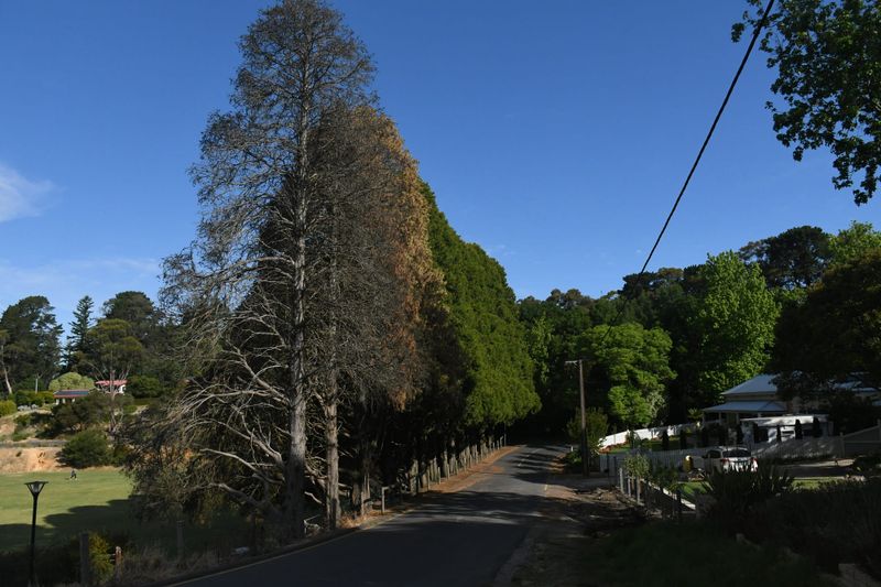 Council to try to save remaining trees at Stirling post image
