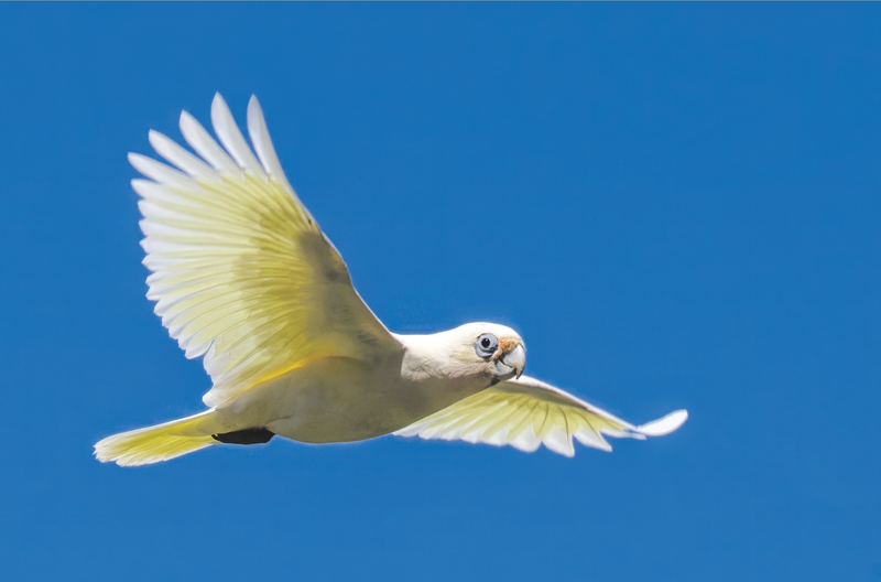 Pest corella costs soaring post image