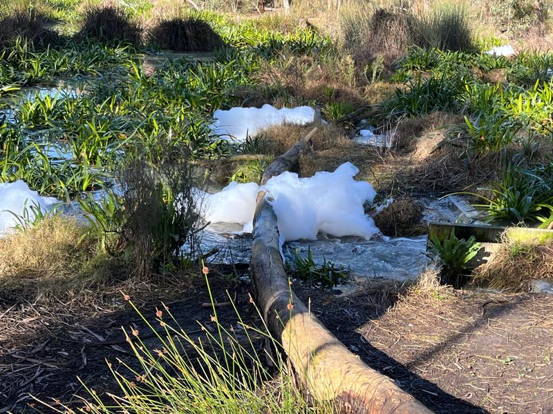 Council reveals source of wetland foam post image