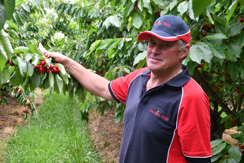 Ripe for the picking: promising season after 'horrendous' 2023 post image