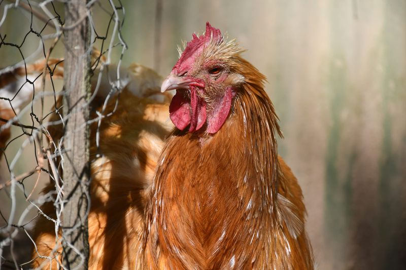 Rooster ban ruffles feathers post image