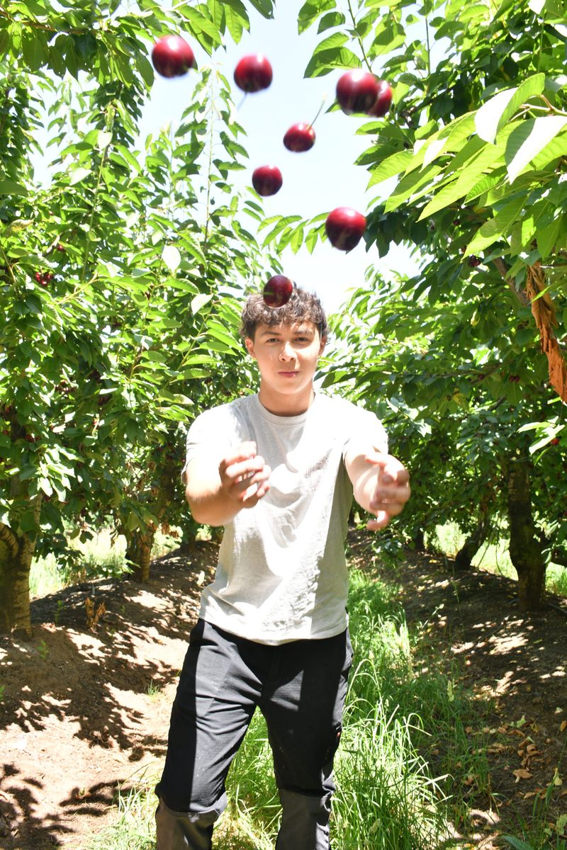 SA cherry growers avoid rain pain as wet weather impacts interstate crops post image