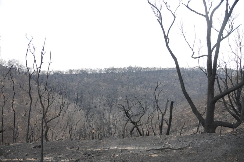 Accused Cherry Gardens arsonist pleads not guilty post image
