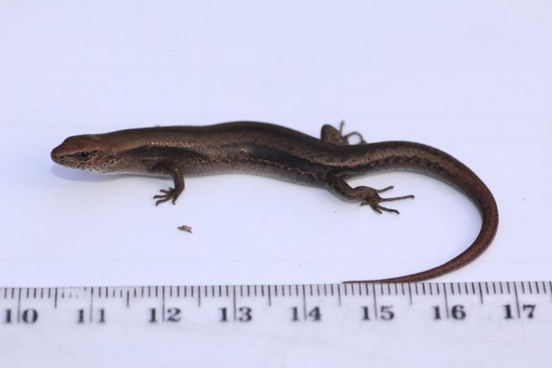 Concerns over impact of controlled burns post image