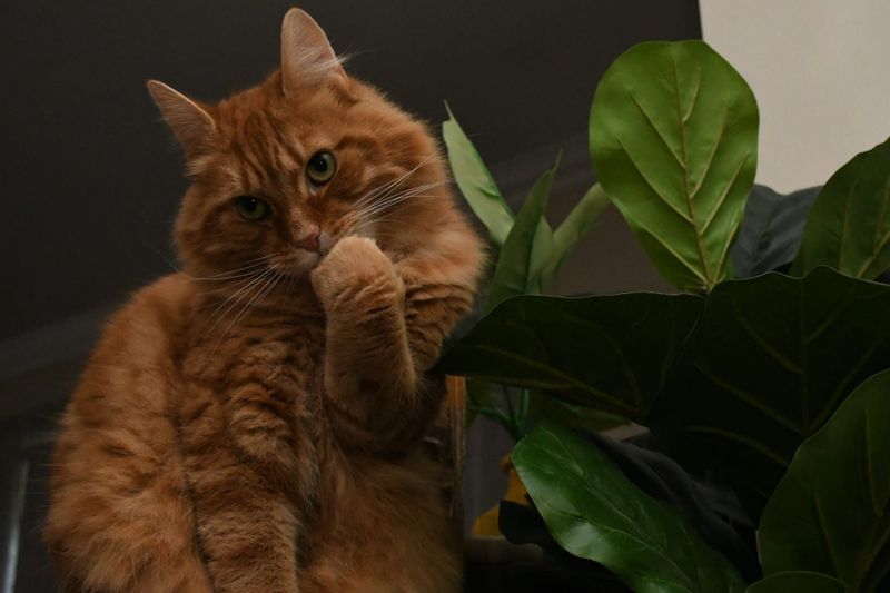 Some cats to be excluded from Alexandrina cat confinement rule post image