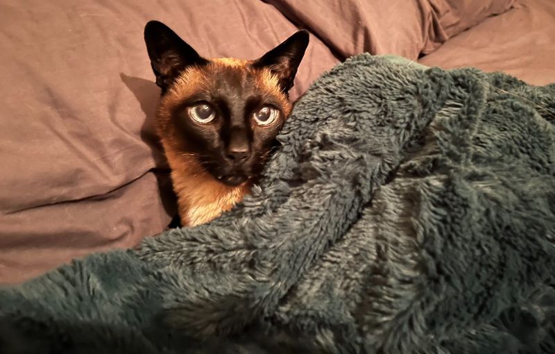 Council to control cats amid confinement support post image