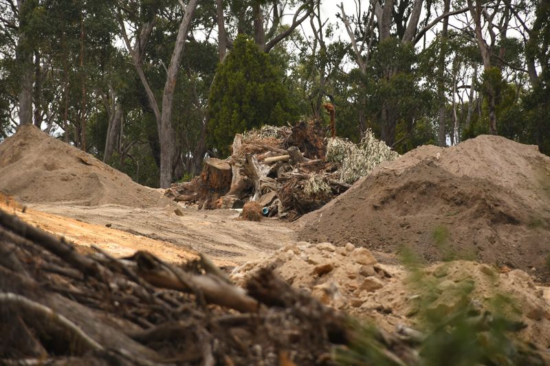 Liberals call for tree inquiry post image