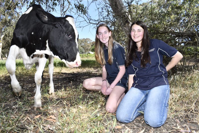 Making Moo-vies post image