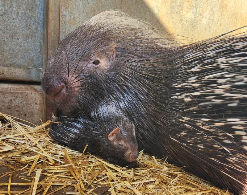 Monarto Safari Park welcomes new member post image