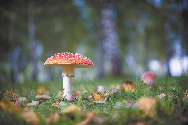 SA Health warning about eating mushrooms post image