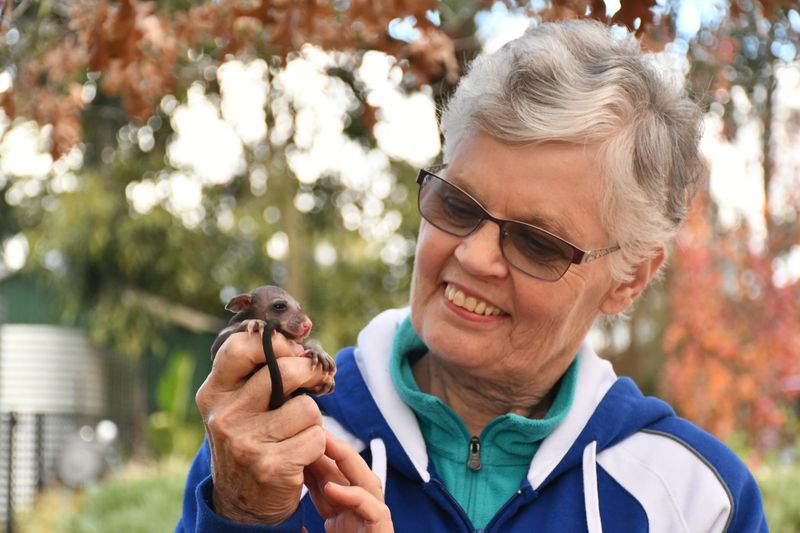Cat confinement rules have major impact on local wildlife rescue post image
