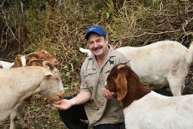 Hills' goat talent post image