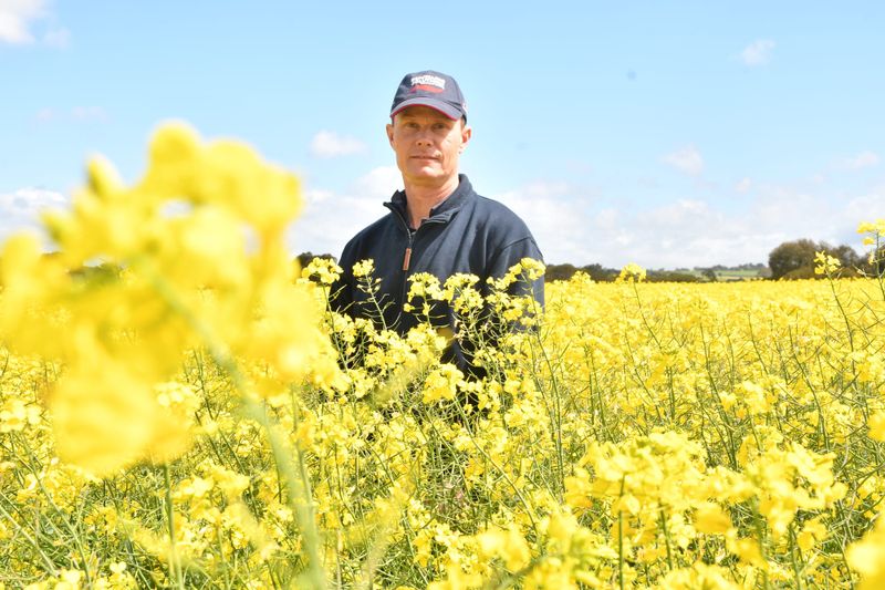 Canola crops exceed expectation post image