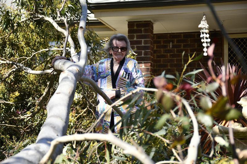 Narrow escape: wind gusts bring trees down post image