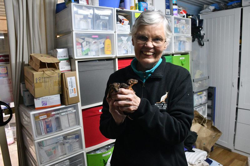 Statewide cat laws 'lagging' post image