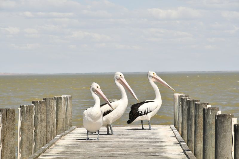 Lower Lakes 'critically endangered' post image