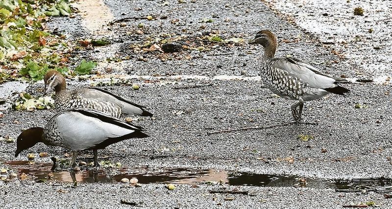 Weather wins out post image