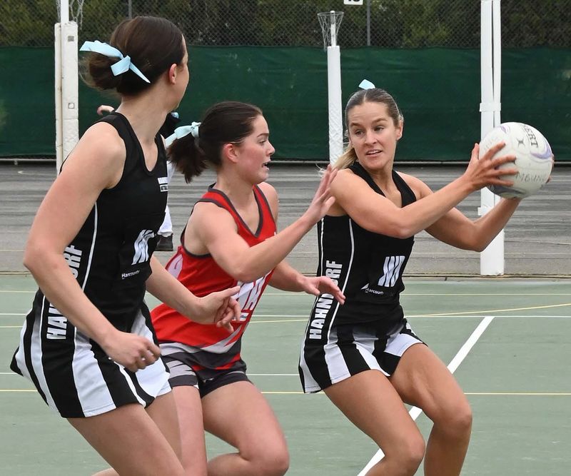 Magpies top the tree post image