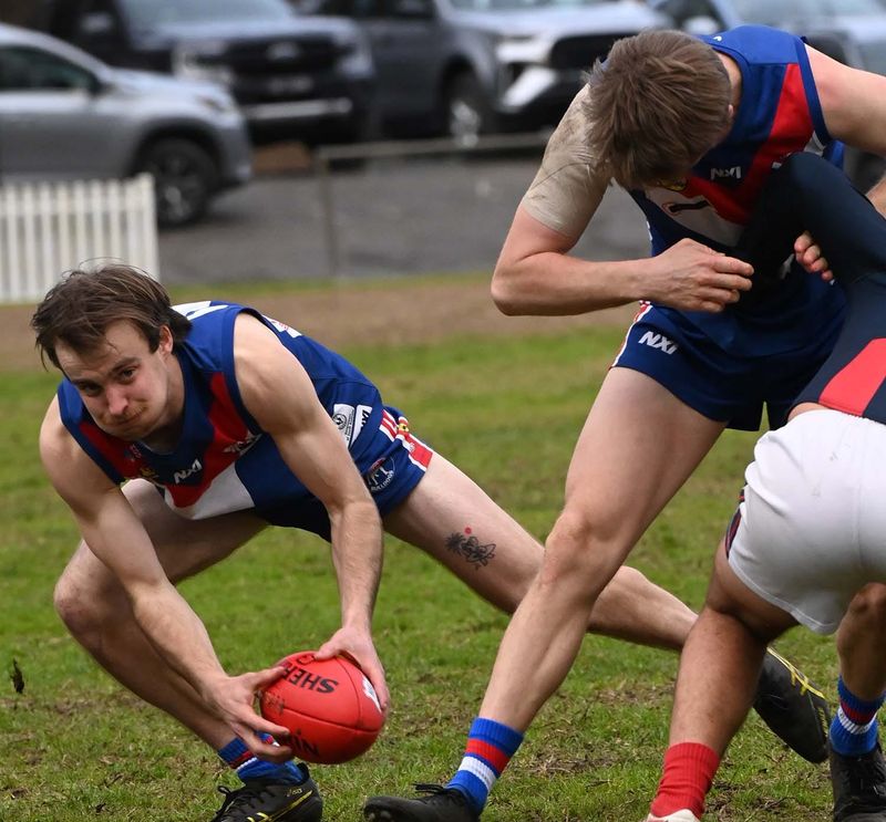Dogs set for history post image