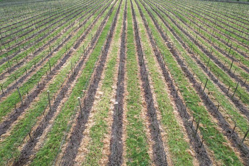 $109m to help vineyard crop transition post image