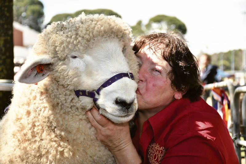 Spring show circuit starts at Strathalbyn post image