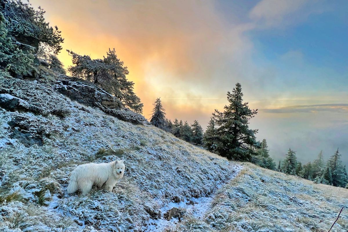 McGuire Lookout 2023