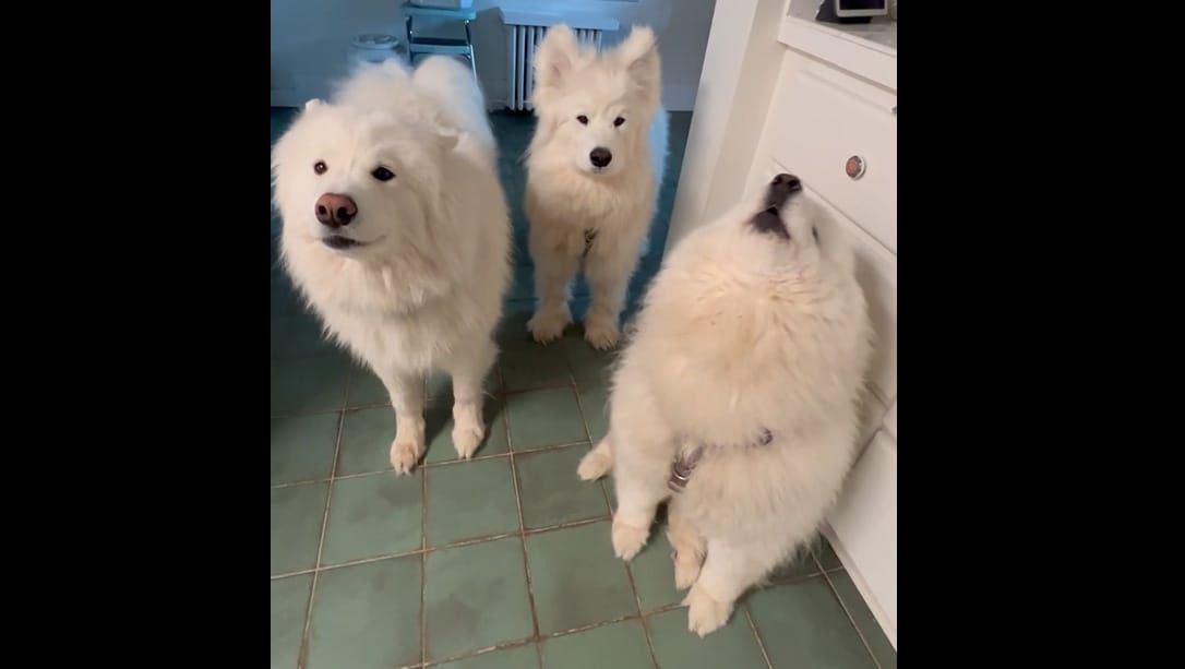 Breakfast negotiations