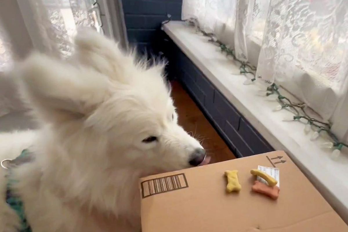 UPS delivery with treats