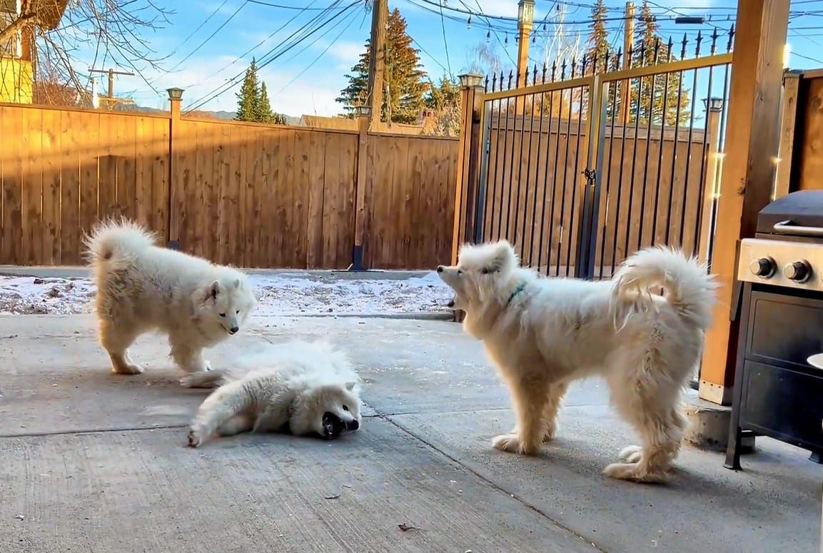 Backyard shenanigans