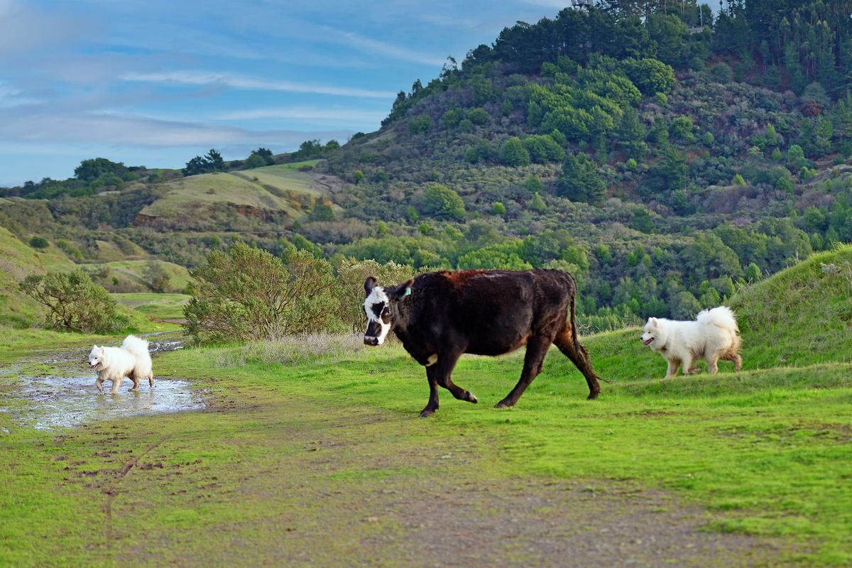 Sibley Volcanic Regional Preserve
