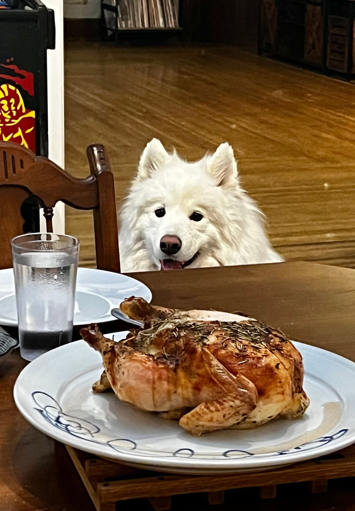 Protector of the chicken