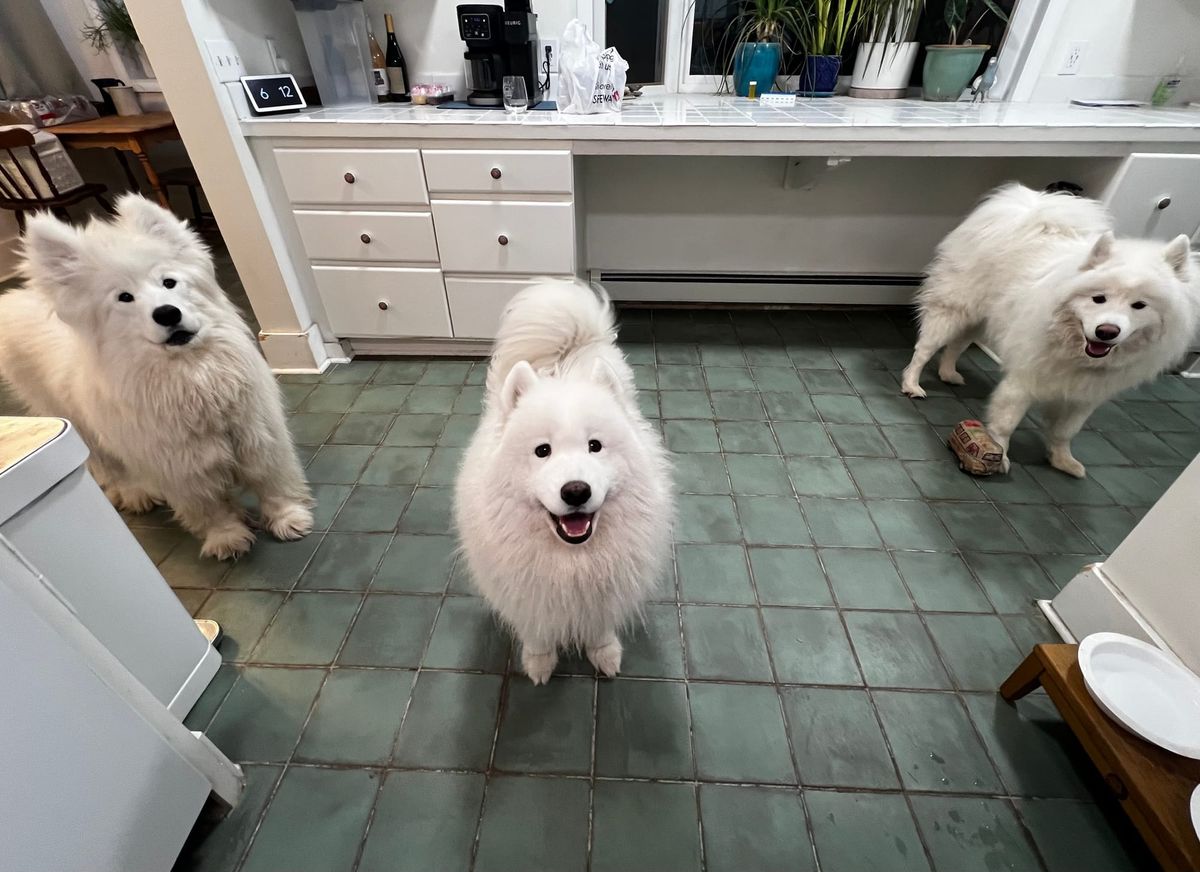 Watching dinner preparations