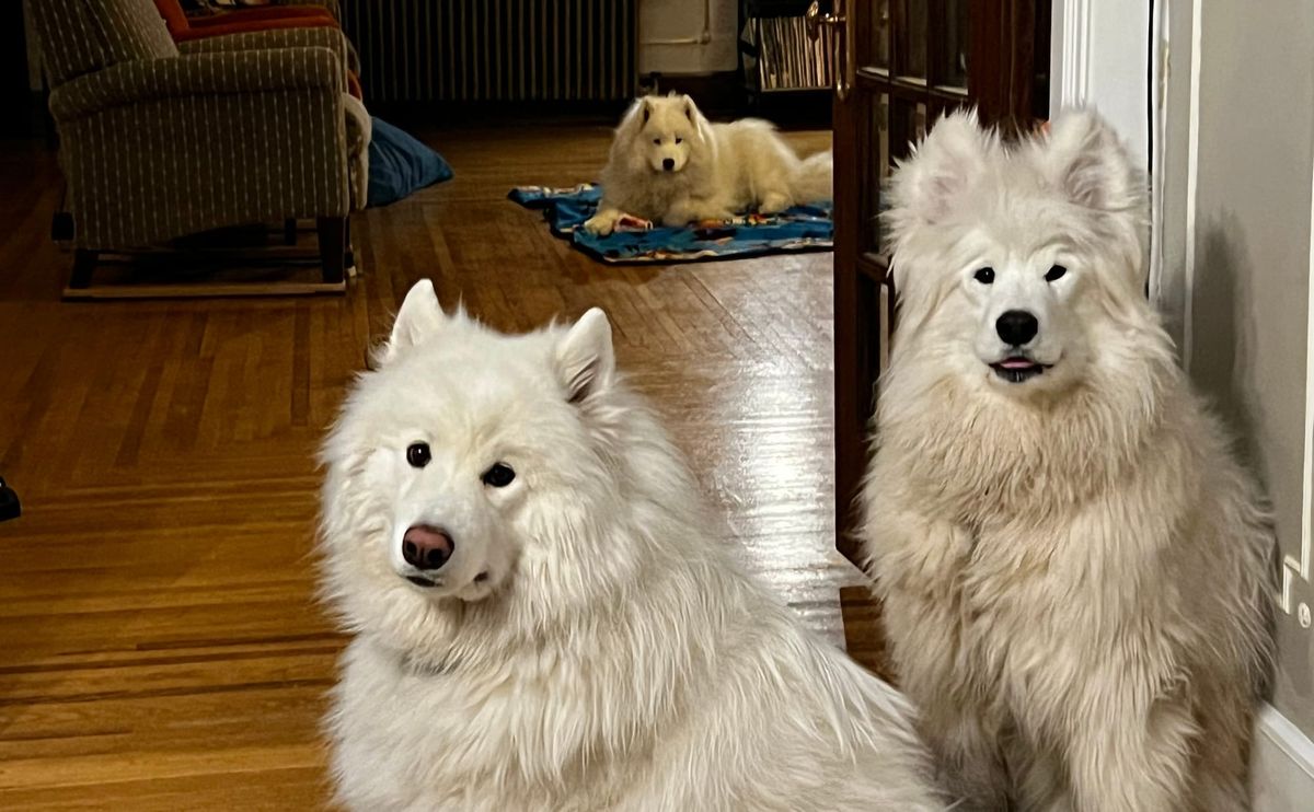 Waiting for Nancy to start her bone