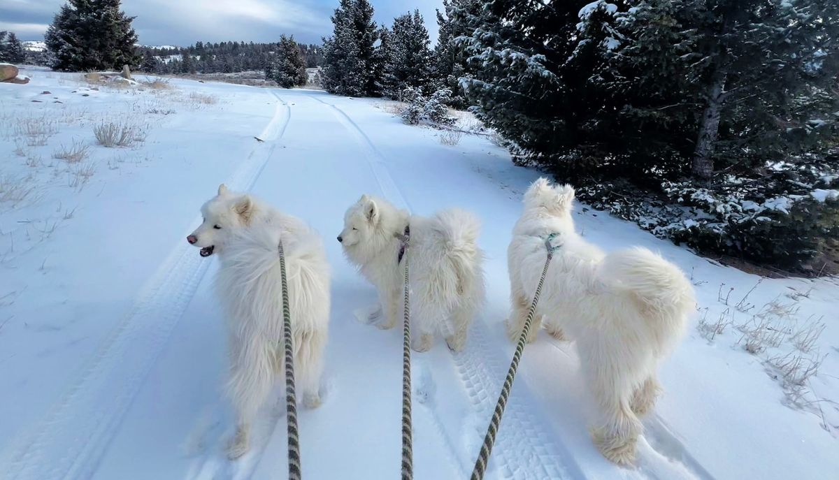 Sunny morning in the snow