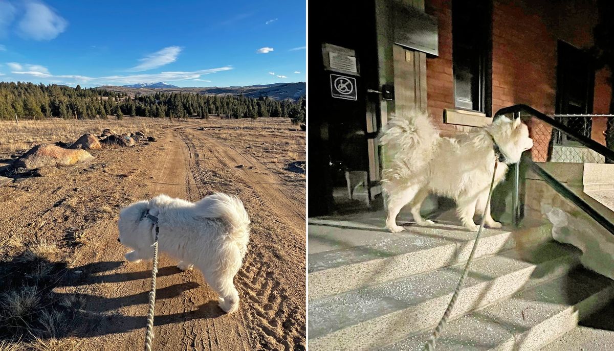 Nancy and George's walks