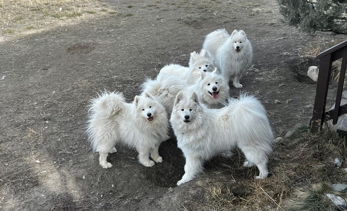 Visiting Strummer and Zevon