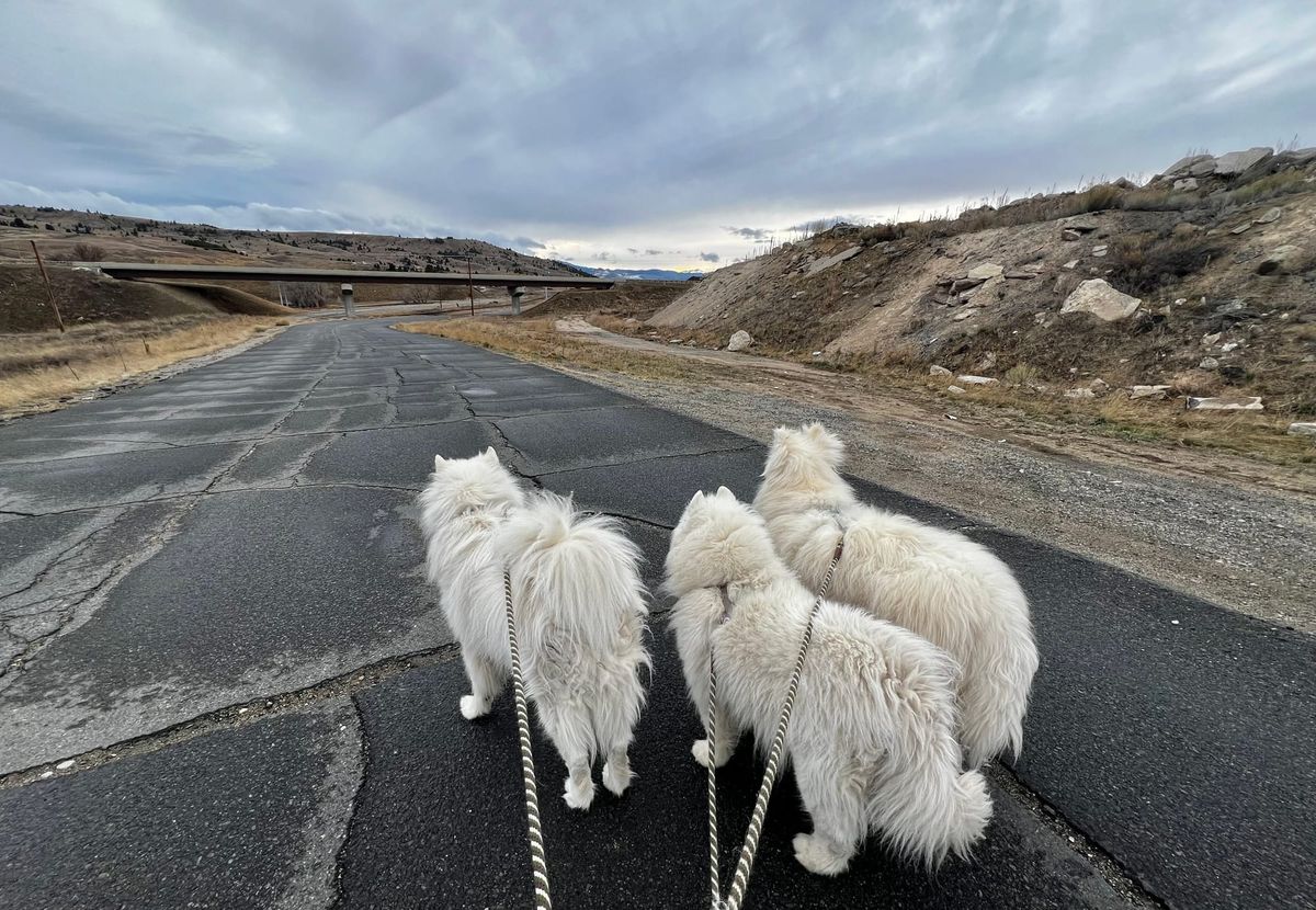 Walk after dinner