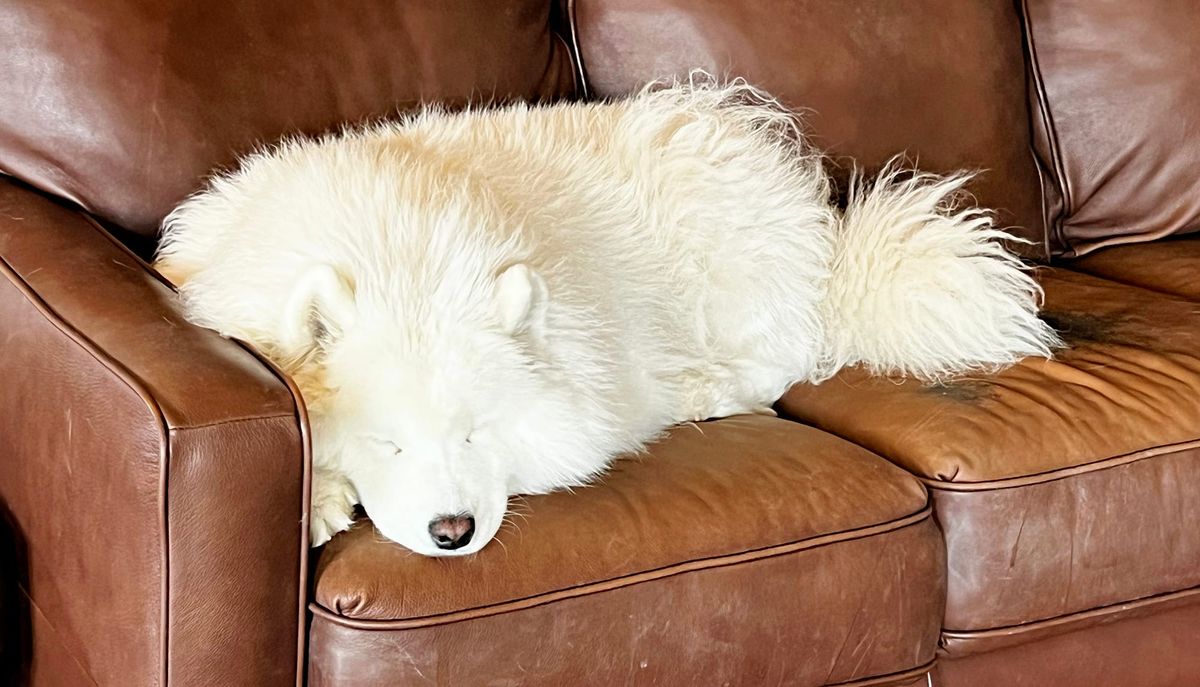 Napping Nancy