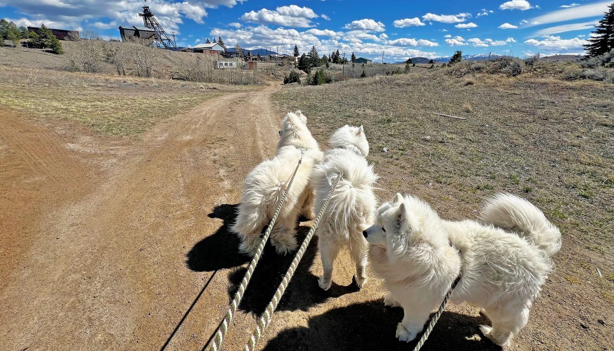 A walk on a windy afternoon