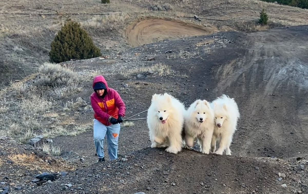 Pack walk at sunset